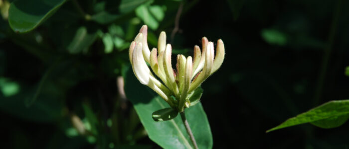 kaprifolknopp-30-bred-600