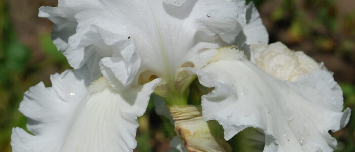 vit-iris-40-bred-300